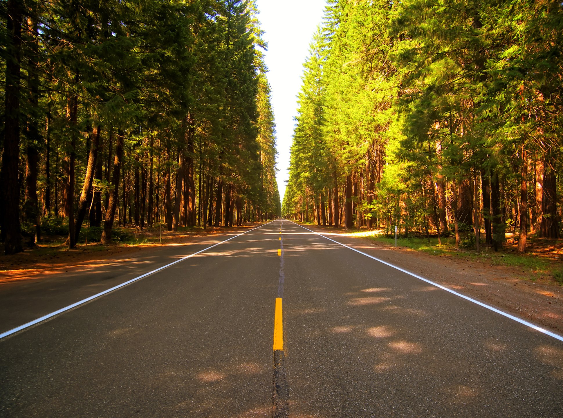 Concrete Road Between Trees